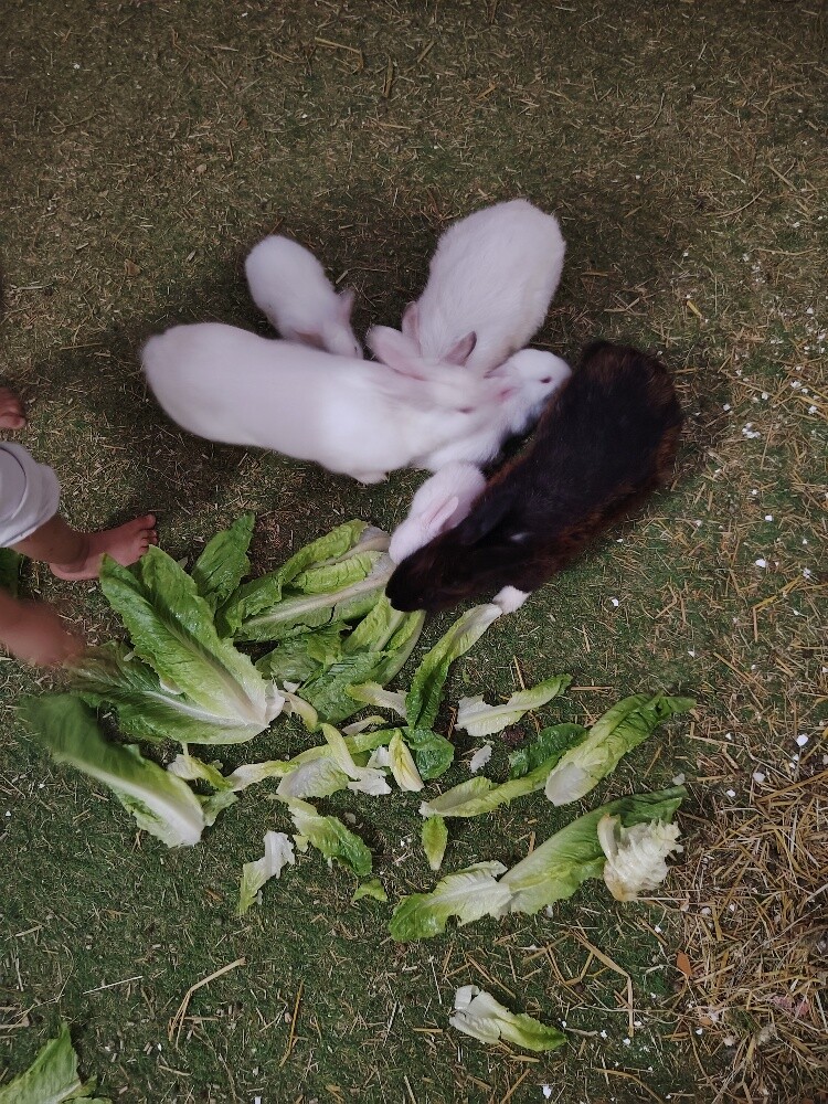 أرانب - 2