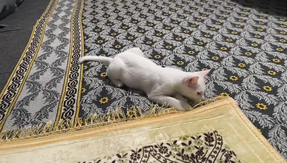 free adoption female kitten 3 month - 2
