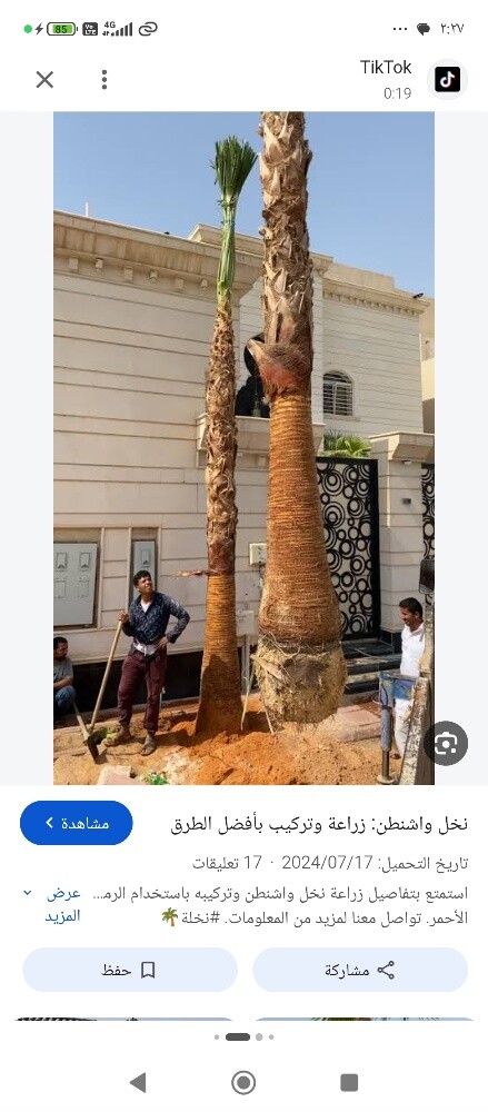 نقل وخلع وتقطيع النخيل - 2