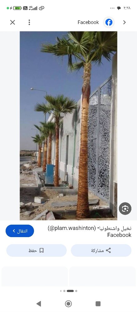 نقل وخلع وتقطيع النخيل - 4
