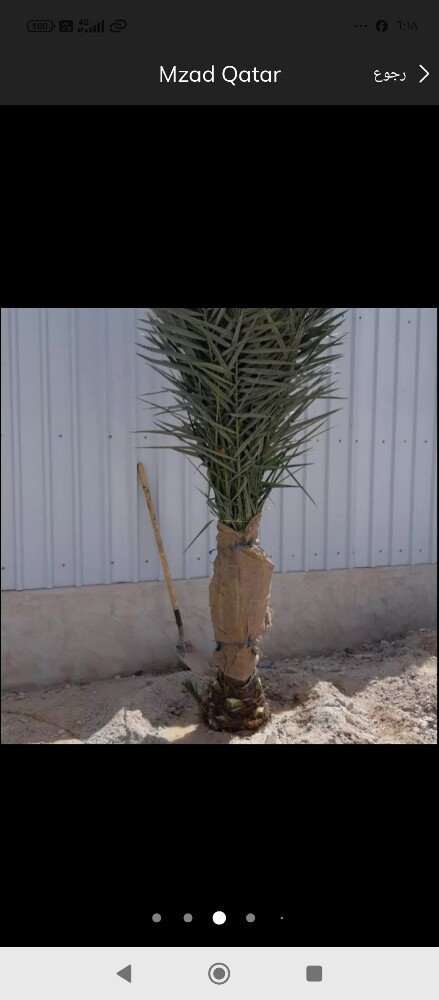 نقل وخلع وتقطيع النخيل - 3