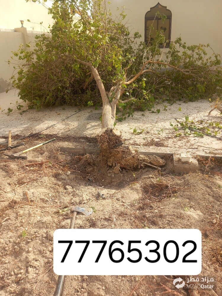 نقوم بتقطيع الأشجار والنخيل - 1