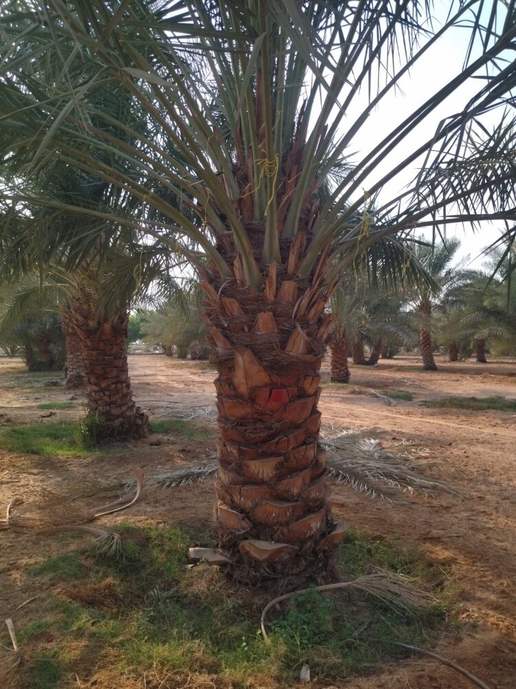 زراعه الحدائق - 4