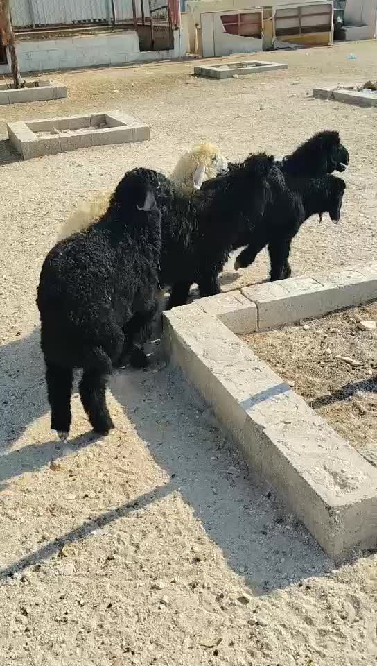 زبايح عرب سمينه ماشاء الله - 1