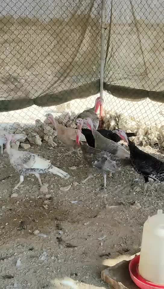 متوفر رومي الوان بياض شرط - 1