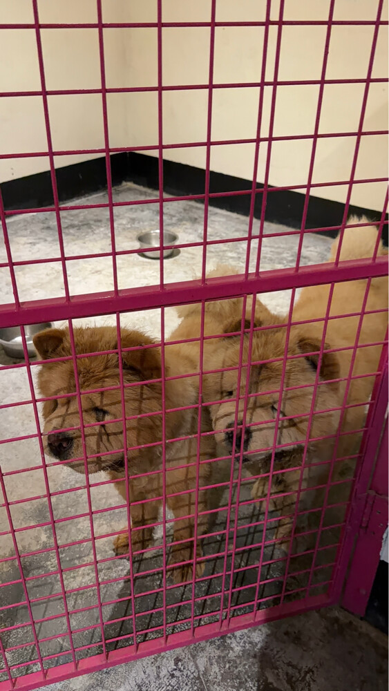 imported chow chow - 1