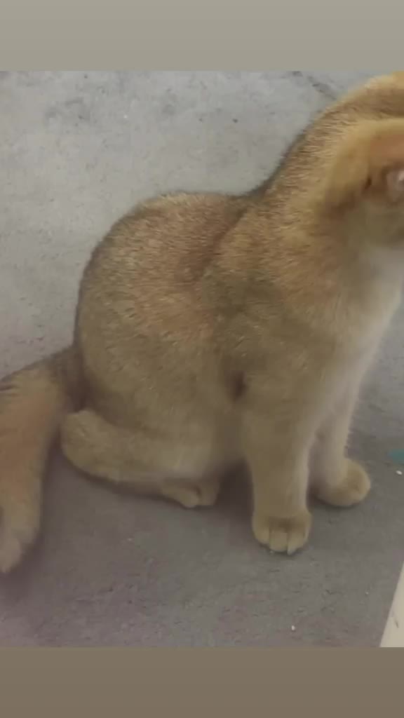 British Shorthair Female Kitten - 2