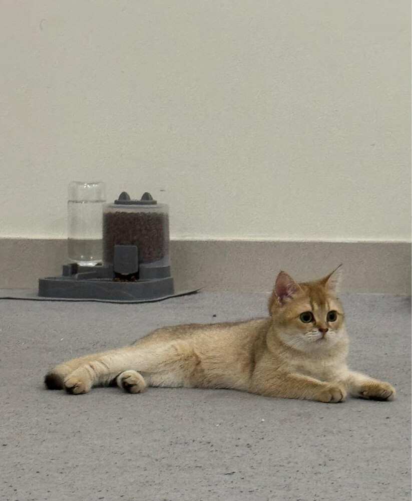 British Shorthair Female Kitten - 1