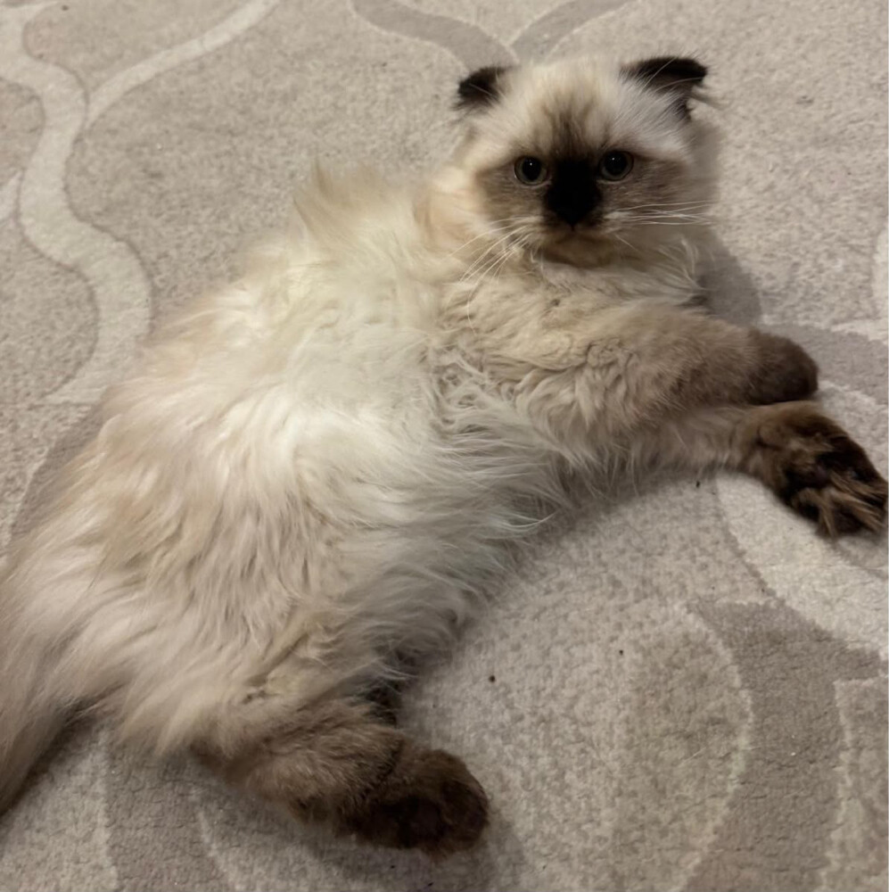 Himalayan Female Kitten - 1