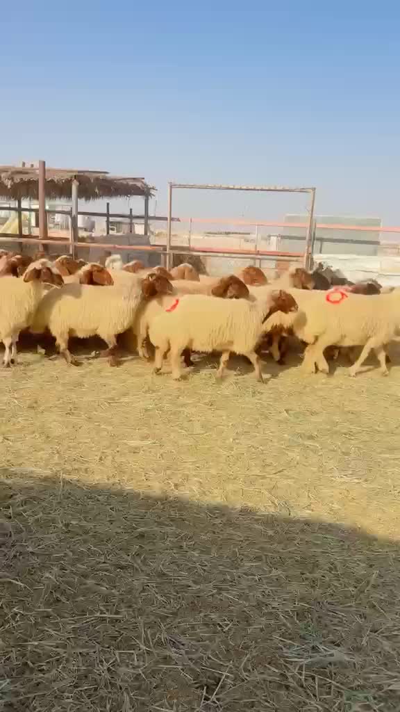 غنم مراح طيبه - 1