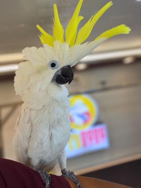 BIRD CLEANING SERVICE - 5