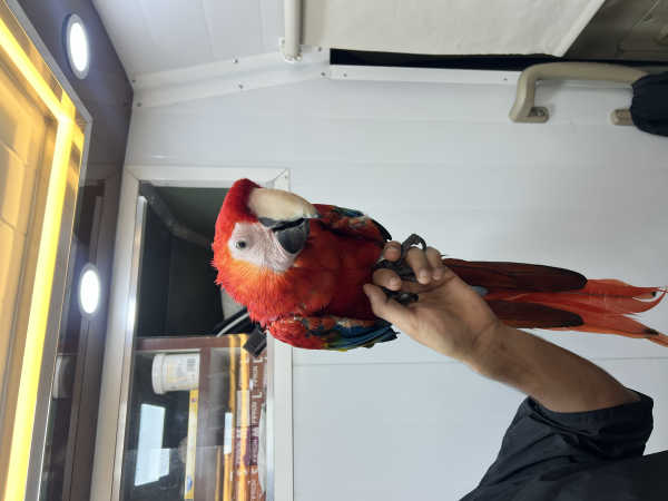 BIRD CLEANING SERVICE - 2