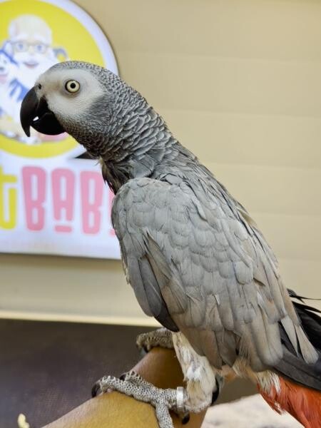 BIRD CLEANING SERVICE - 3