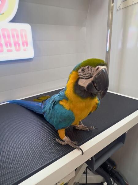 BIRD CLEANING SERVICE - 4