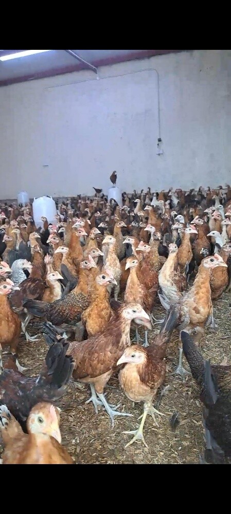 Baladi chicken - 1