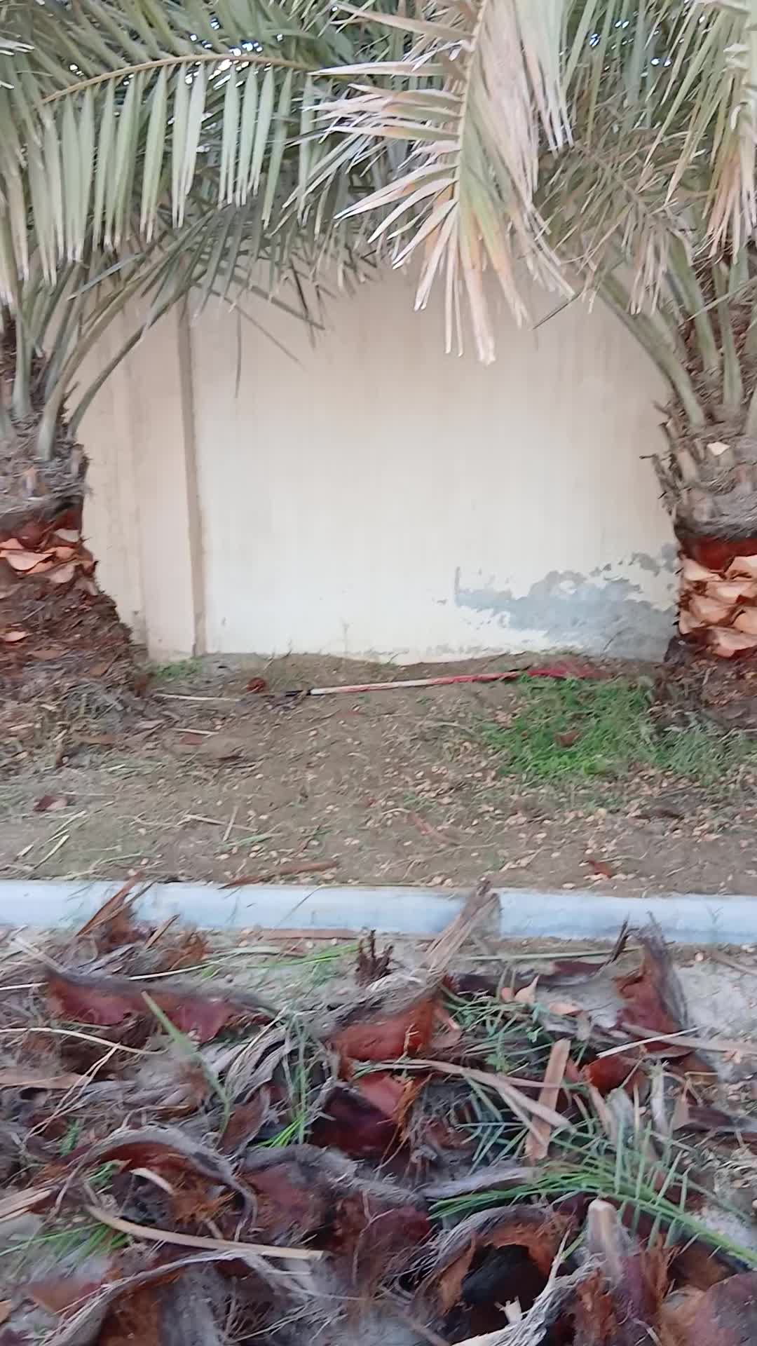 تنظيف ت٥٥٧٤٤٣٦٣ خبير بالزراعه - 1