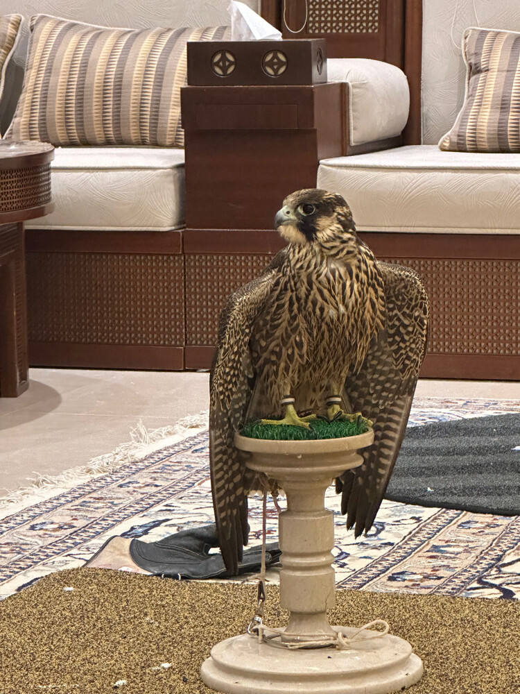 شاهين فرخ شركه خاصه - 2