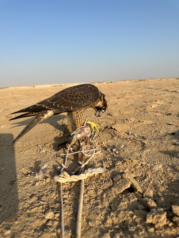 شاهين فرخ شركه خاصه - 4