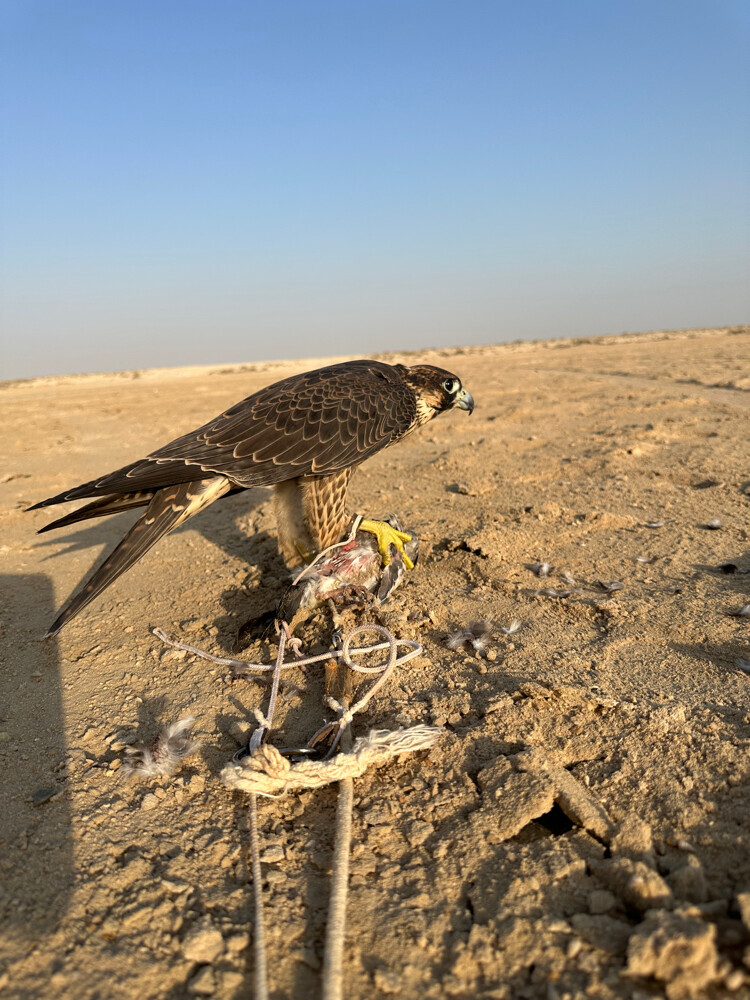 شاهين فرخ شركه خاصه - 3