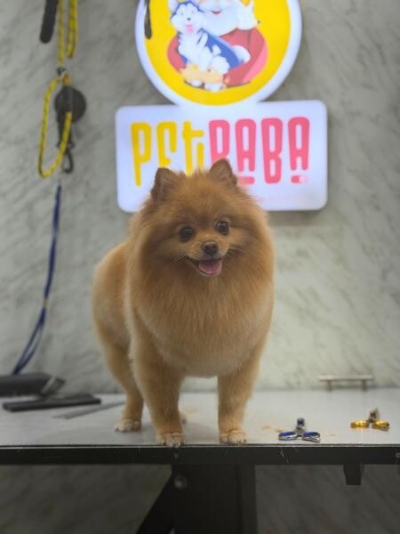 DOG GROOMING AT HOME SERVICE - 1