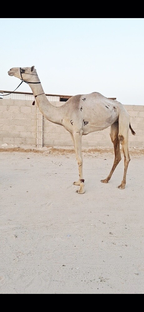 بنت النادر - 1
