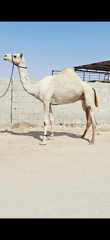 سودانيه مدني - 1