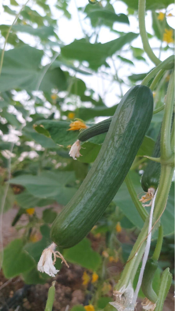 للبيع مزرعه صغيره  - 4