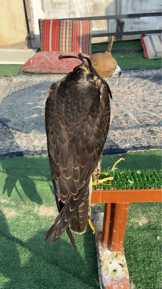 فرخ شاهين  - 4