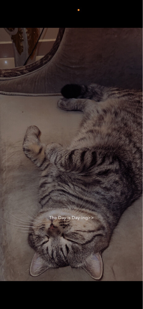 for adoption - 2