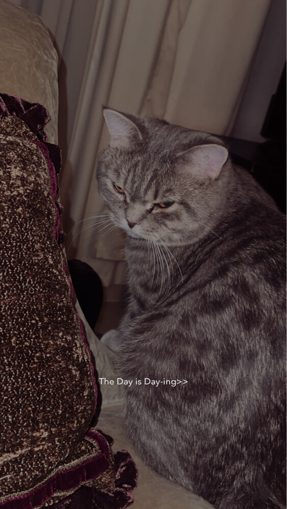 for adoption - 3