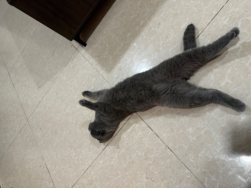 Male Scottish fold for sale  - 8