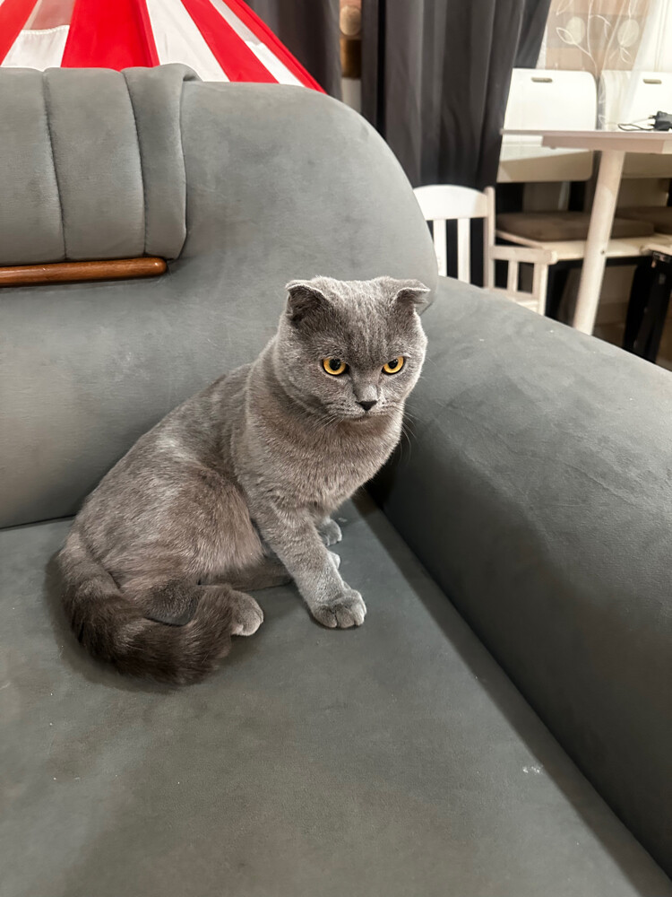 Male Scottish fold for sale  - 1