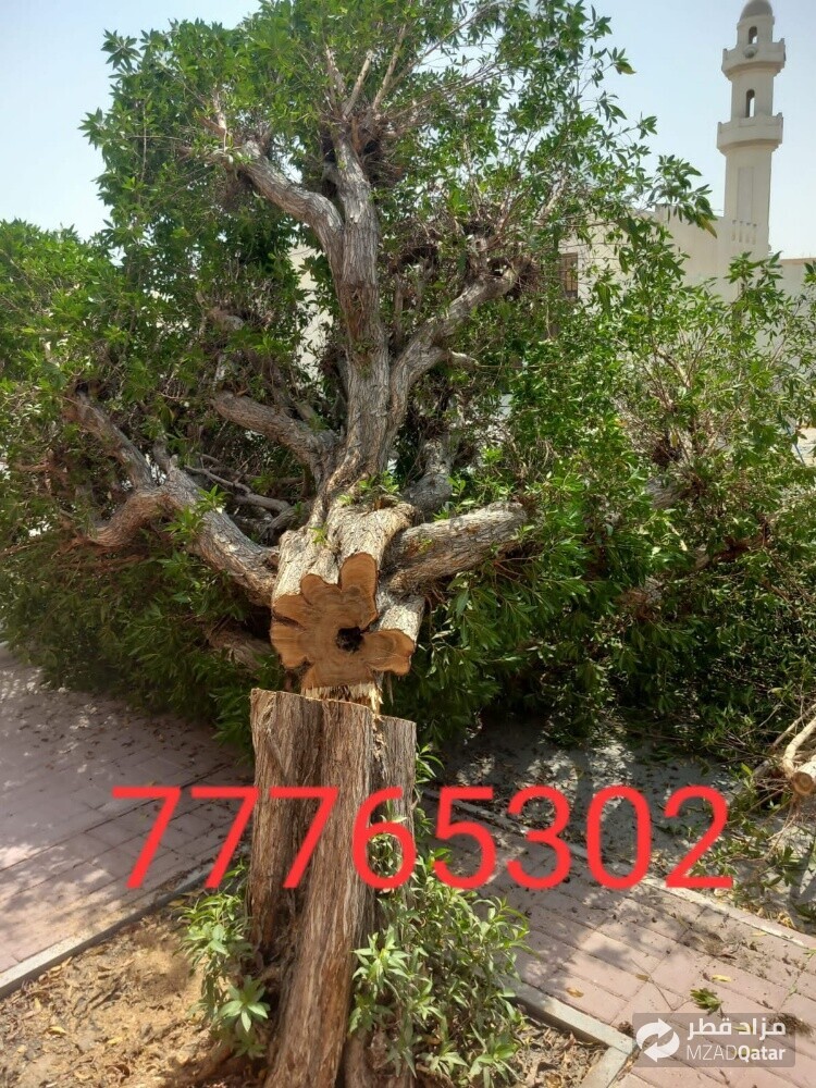 نقوم بتقطيع الأشجار - 1