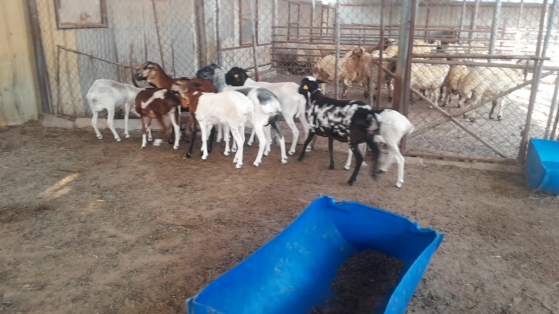 برابر رخال وشويهات - 1