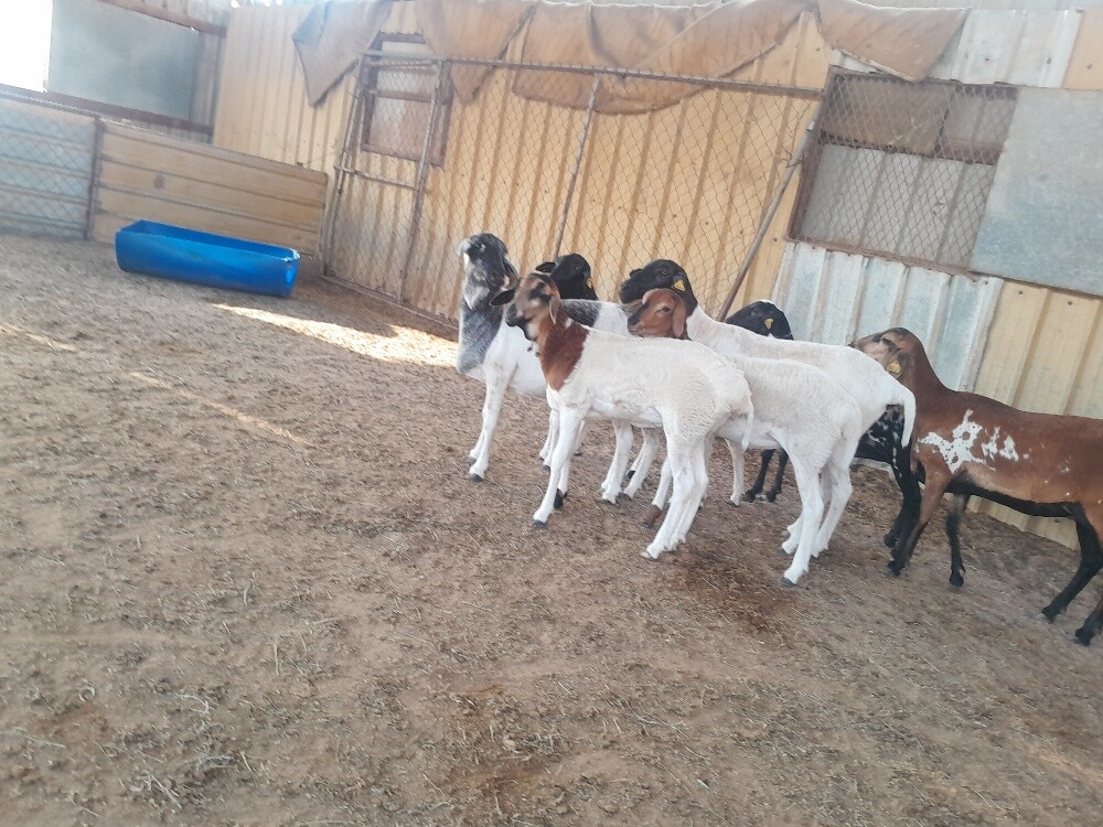 برابر رخال وشويهات - 4