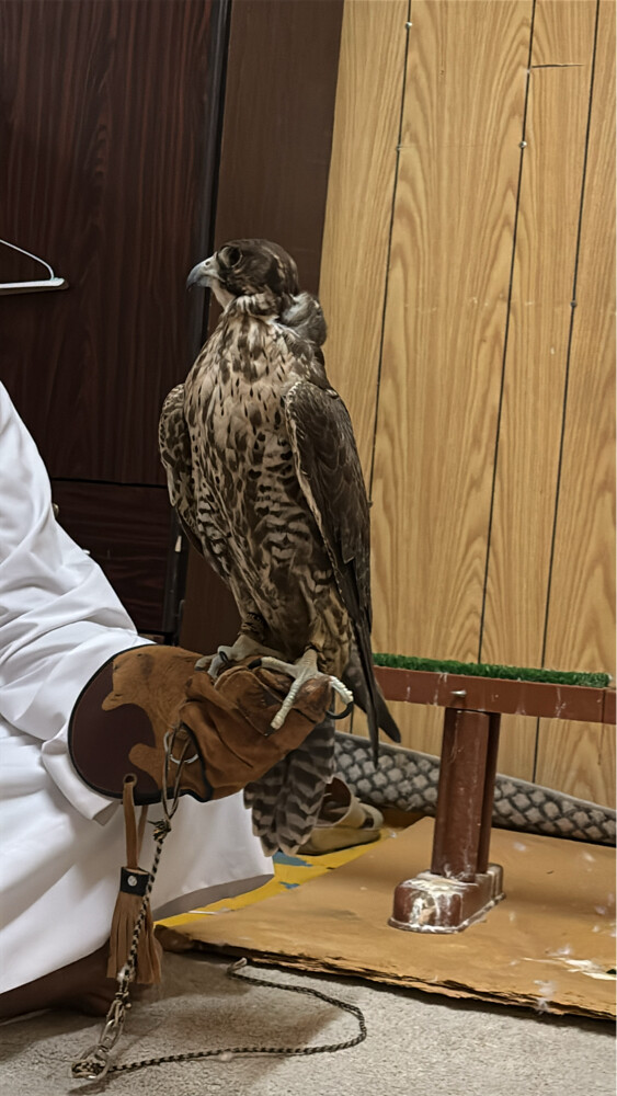 جير شاهين  - 2