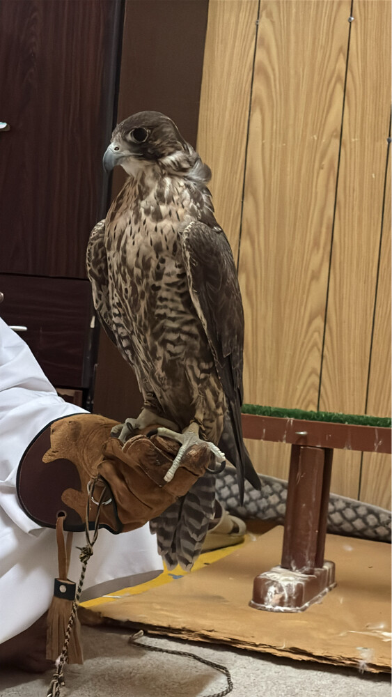 جير شاهين  - 3