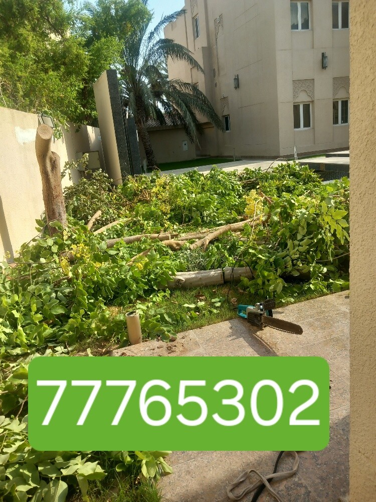 نقوم بتقطيع الاشجار والنخيل - 1