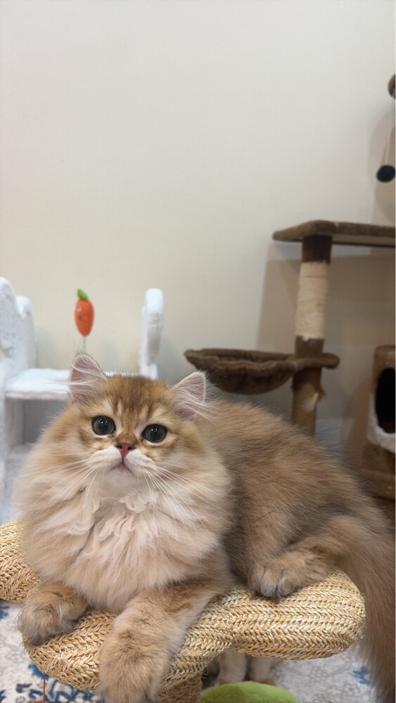 ذكر برتش لونق هير  - 1