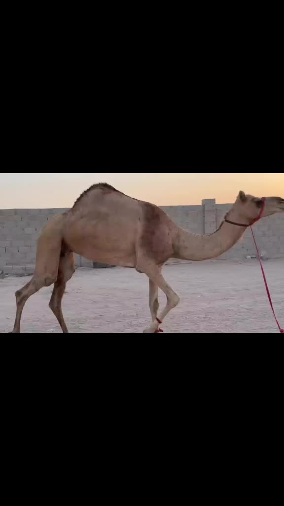 للبيع ناقه طيبه  - 3