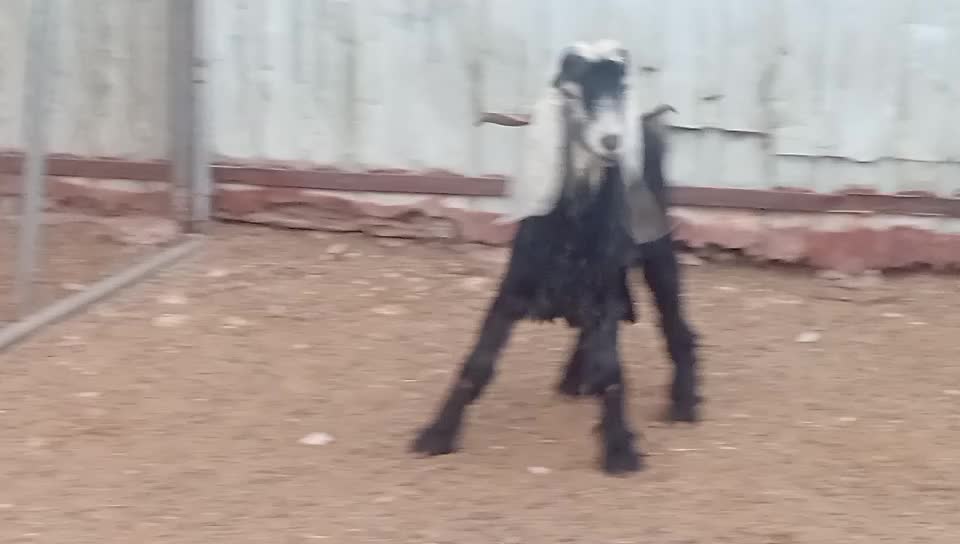 للبيع فحل عارضي حاار - 1