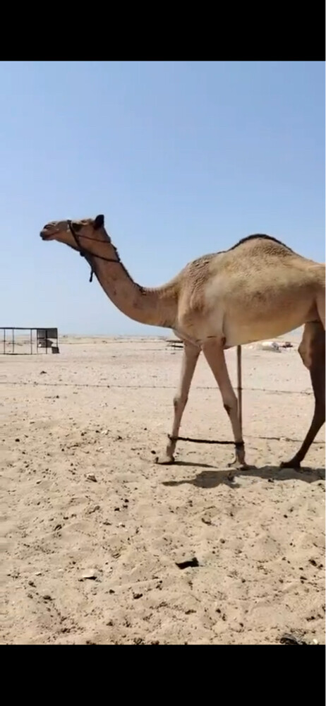 حمد - 1