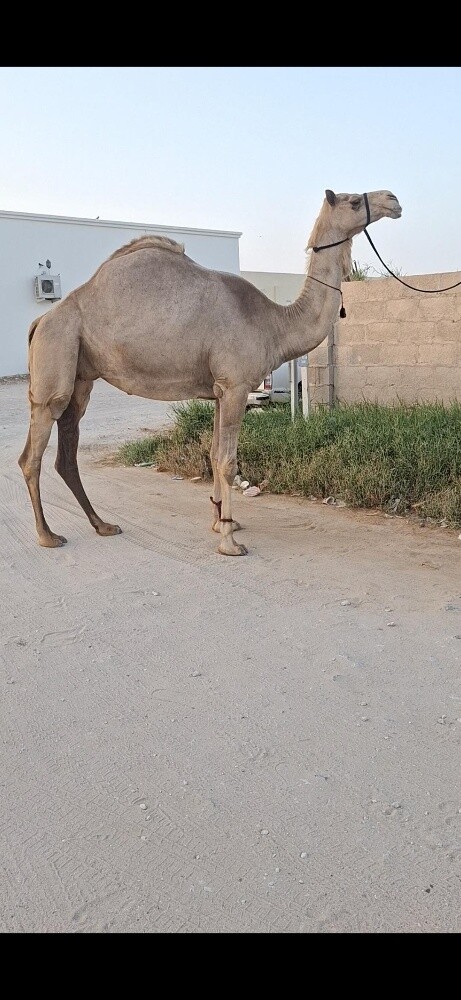 عمانيه متلي - 1