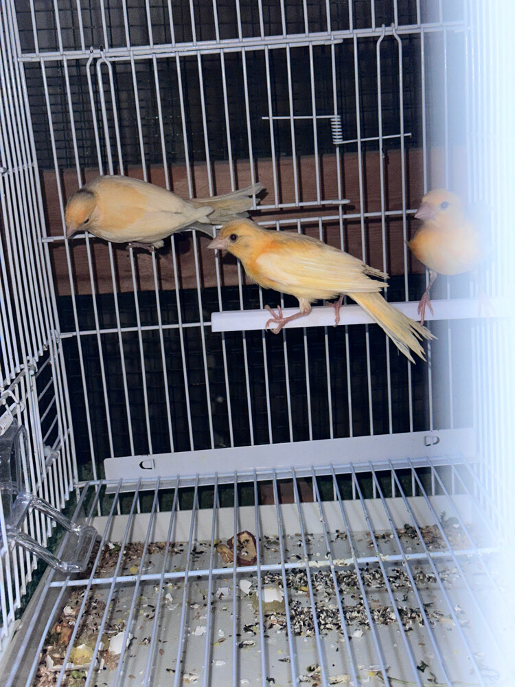 Canary - 2