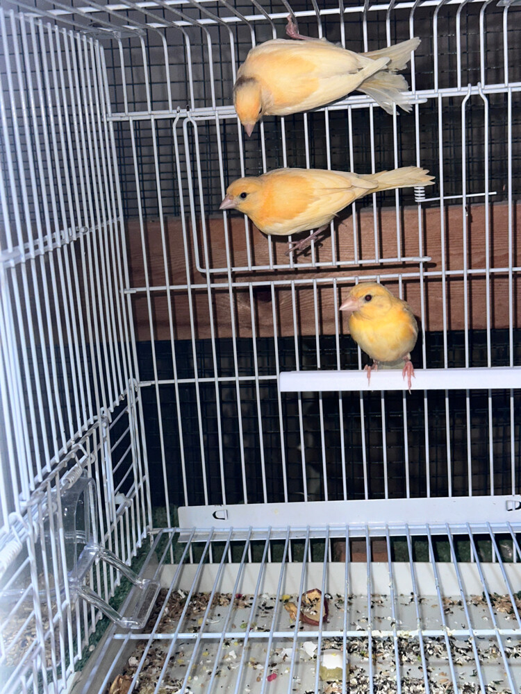 Canary - 1