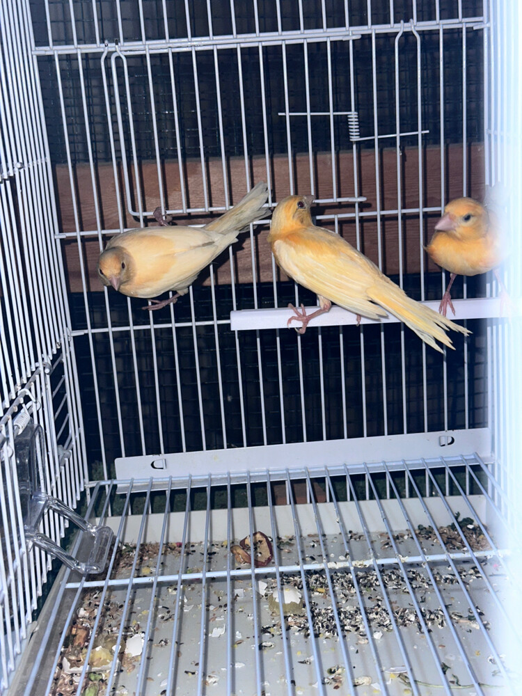 Canary - 3