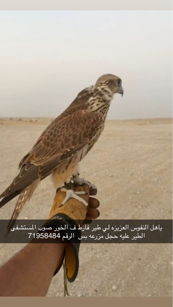 خليفه بن طلال - 1