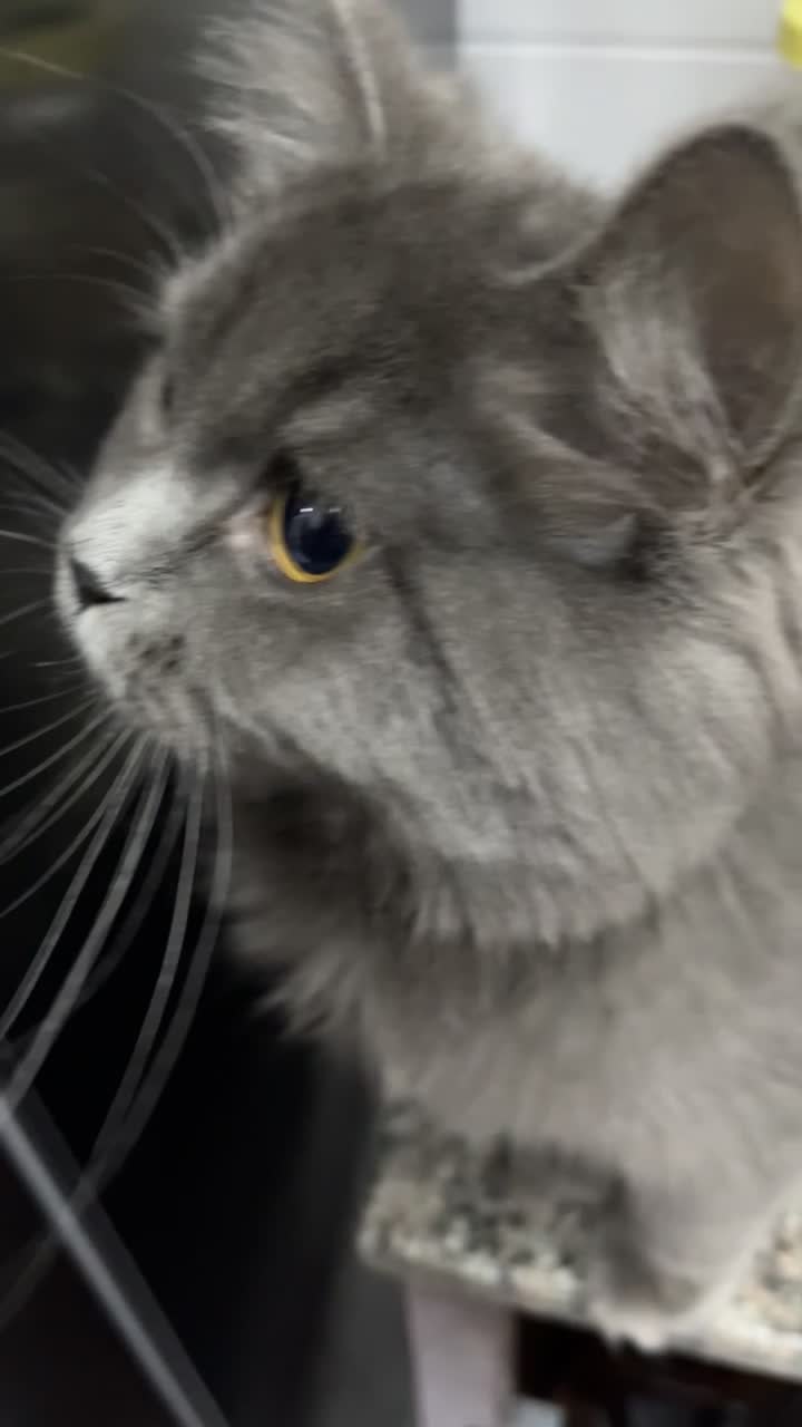 lulu - 2