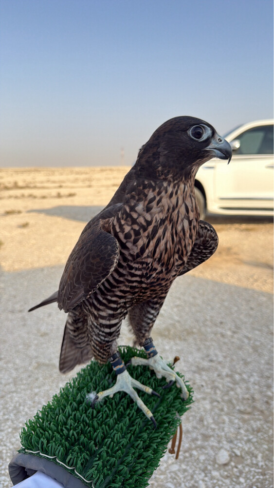 للبيع بريرا - 1