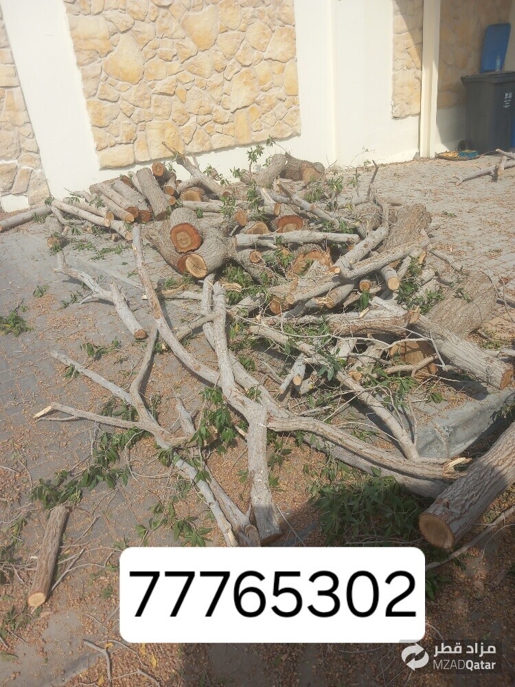نقوم بتقطيع الاشجار والنخيل - 1